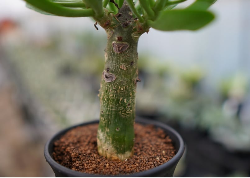 絶好調　チレコドン　パニクラツム　阿房宮　塊根植物　観葉植物　観葉植物　観葉植物　塊根植物　多肉植物　ビザールプランツ　レアプランツ　ガーデニング　植物　グリーン　趣味　盆栽　葉　花　庭　草　インテリア　おしゃれ　飾り　園芸　　塊根植物　多肉植物　ビザールプランツ　レアプランツ　ガーデニング　植物　グリーン　趣味　盆栽　葉　花　庭　草 園芸ネット本店｜チレコドン：パニキュラータス 阿房宮 4号 の通販【公式】