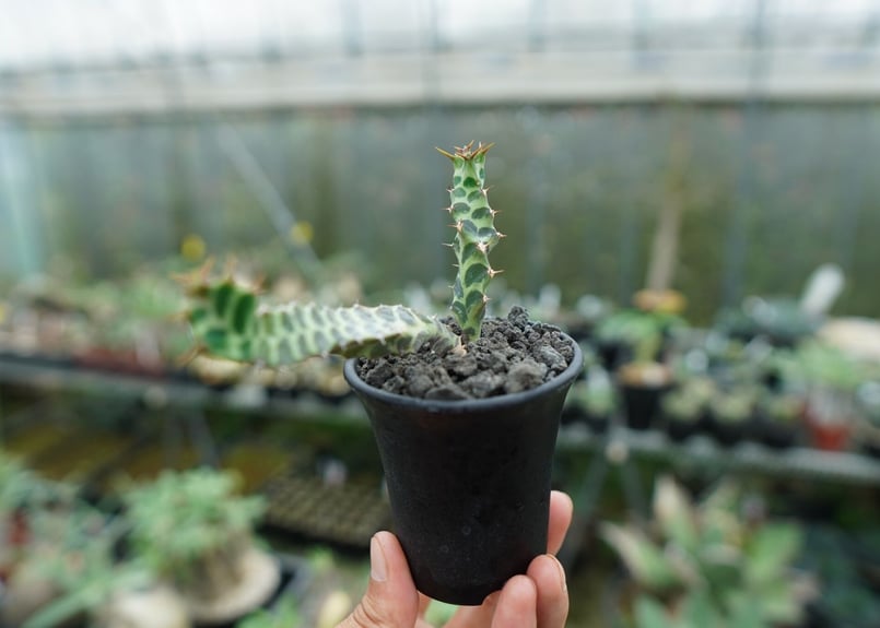 ユーフォルビア ペルシステンス Euphorbia persistens | mana's f