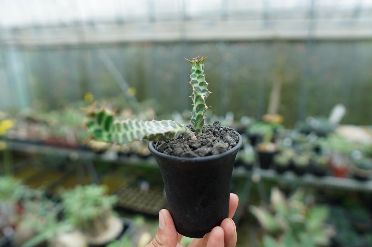 ユーフォルビア ペルシステンス Euphorbia persistens | mana's f