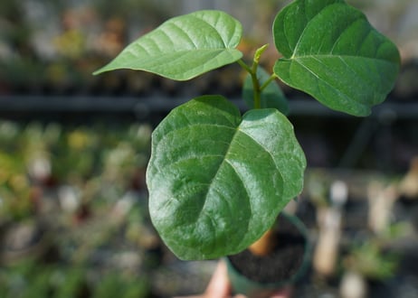 フィカス パルメリー Ficus palmeri
