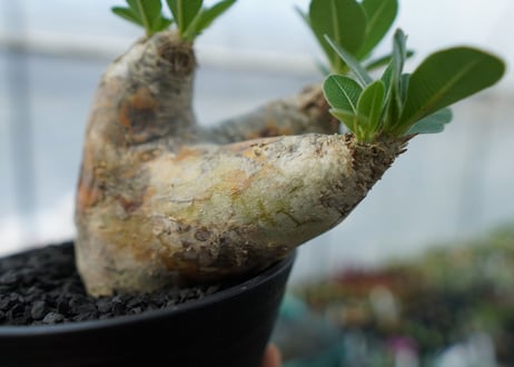 パキポディウム　エブレネウム　Pachypodium eburneum　No.3
