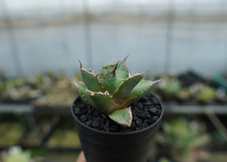 アガベ　チタノタ　FO-76 Agave titanota FO-76  No.3