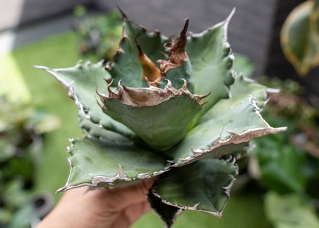 Agave titanota 白鯨嚴龍 A NO.1