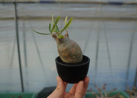 パキポディウム　グラキリス　 Pachypodium Gracilius  No.4