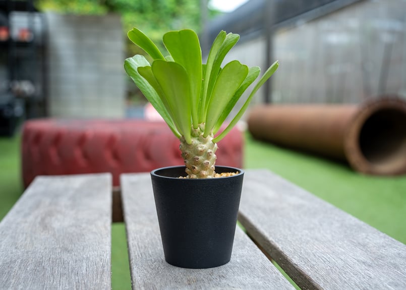 ユーフォルビア ポイゾニー錦 NO.1 | mana's farm:塊根植物