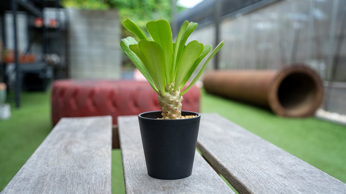 ユーフォルビア　サピニー×ベネフィカ　実生　塊根 fit=scale-down,w=1200