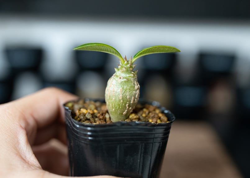 パキポディウム ウィンゾリー 沖縄実生 No.3 | mana's farm:塊根植物