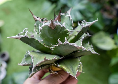 Agave titanota Solar eclipse 夕映嚴龍  NO.4