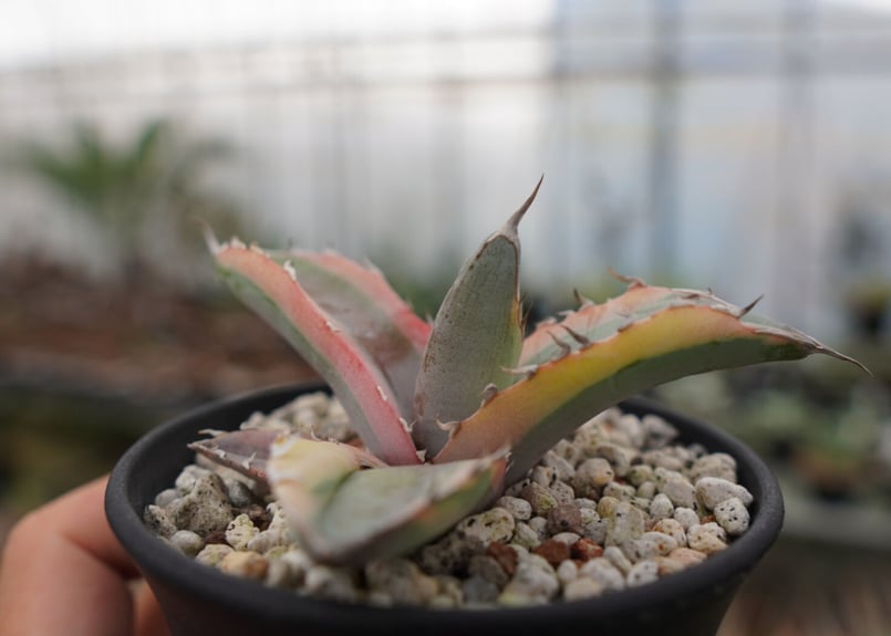 アガベ チタノタ ホワイトアイス錦 | mana's farm:塊根植物・アガベ