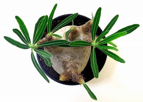 Pachypodium Gracilius パキポディウム  グラキリス  №１