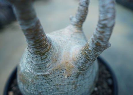 パキポディウム　グラキリス　 Pachypodium Gracilius  No.10