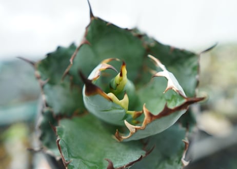 アガベ　チタノタ　 ブラックアンドブルー 　Agave titanota black and blue　NO.7