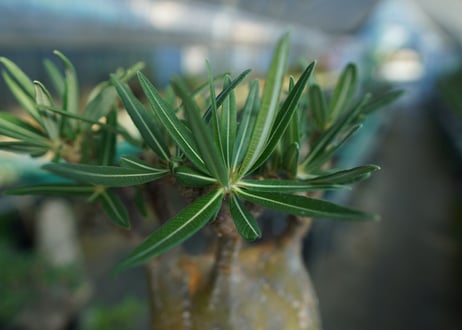 パキポディウム　グラキリス　 Pachypodium Gracilius  No.1