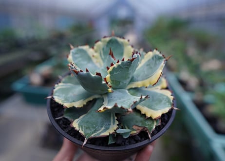 アガベ　兜蟹錦　連棘　Agave isthmensis “Kabutogani” variegata No.1