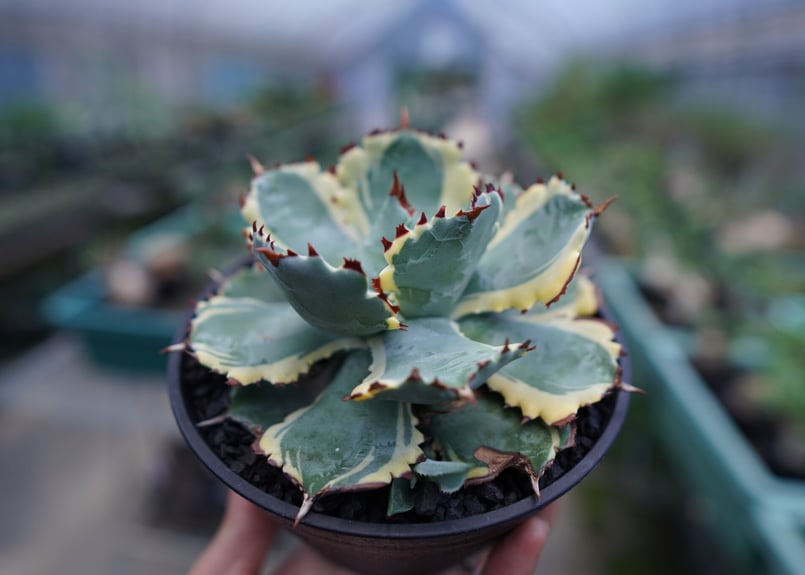 アガベ 兜蟹錦 連棘 Agave isthmensis “Kabutogani” varieg