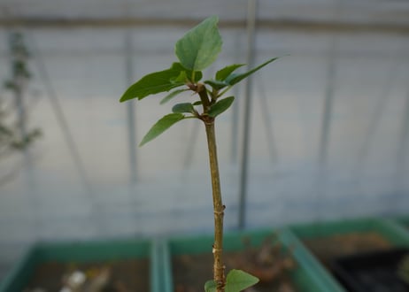 フィカス パルメリー Ficus palmeri  No.2