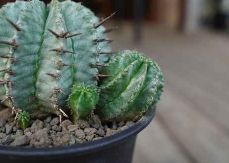 ユーフォルビア　ホリダ　Euphorbia horrida