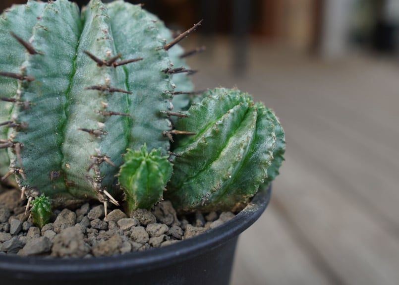 ユーフォルビア ホリダ Euphorbia horrida | mana's farm:塊根植