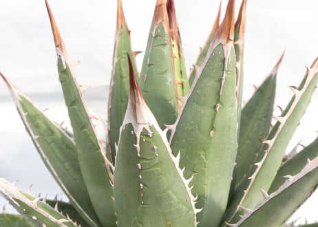 Agave purpusorum