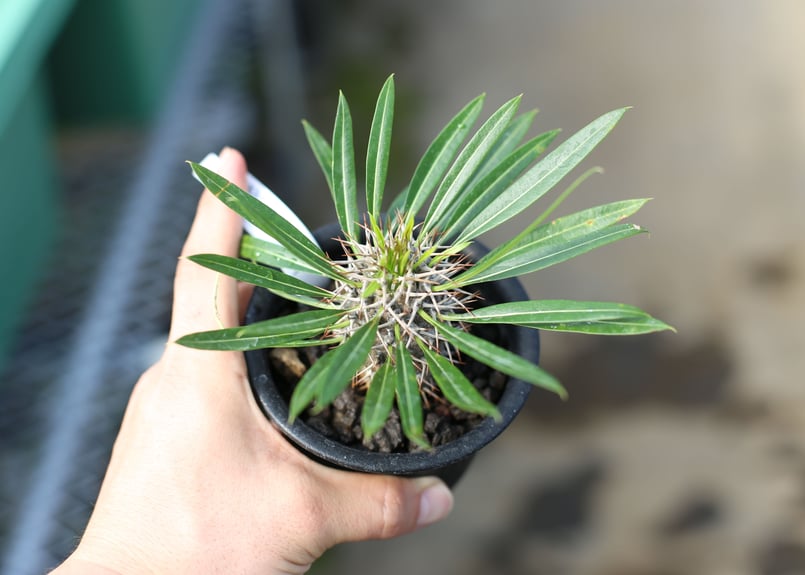 パキポディウム ラメリー | mana's farm:塊根植物・アガベ・ドライ