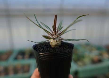 パキポディウム　グラキリス　 Pachypodium Gracilius  No.4