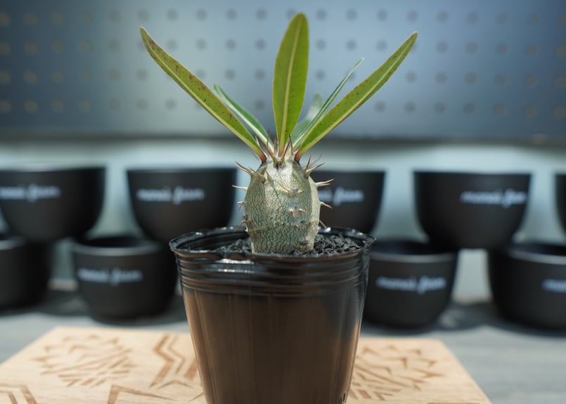 パキポディウム グラキリス 沖縄実生株 No.2 | mana's farm:塊根植物