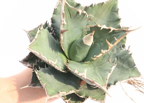 Agave titanota FO-76 compacta dwarf  no.6