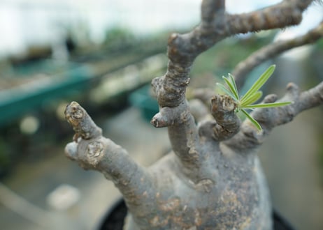 パキポディウム　グラキリス　 Pachypodium Gracilius  No.1