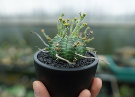ユーフォルビア　バリダ　Euphorbia valida　No.1