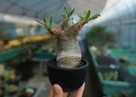 パキポディウム　グラキリス　 Pachypodium Gracilius  No.9
