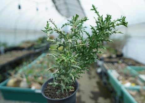 ユーフォルビア　ステノクラーダ錦　Euphorbia Stenoclada