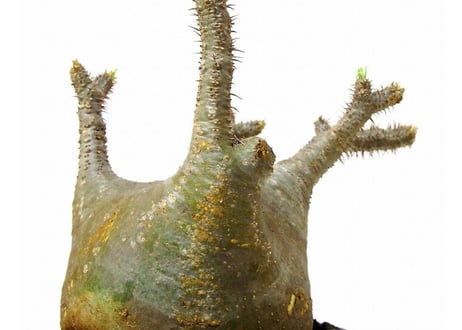 パキポディウム  グラキリス　 Pachypodium Gracilius №２