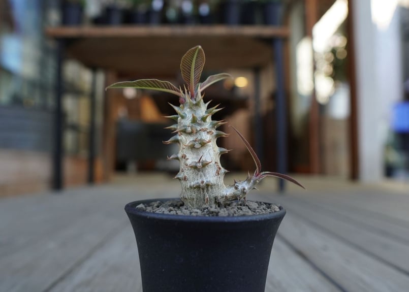 観葉植物 【現品】パキポディウム・バロニー 7号 Pachypodium baronii M6番