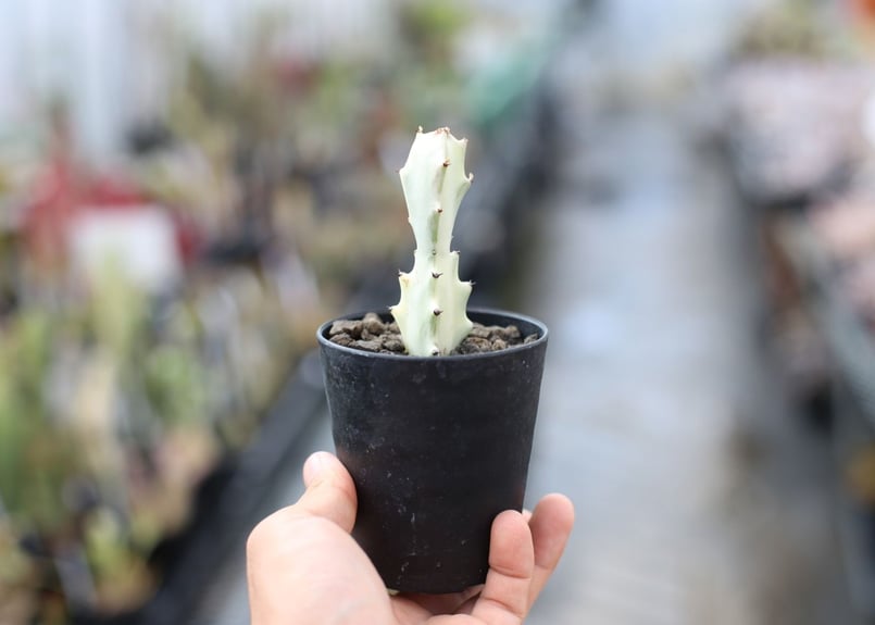 ユーフォルビア ホワイトゴースト | mana's farm:塊根植物・アガベ