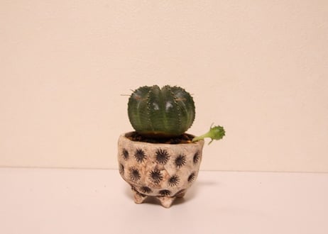 ユーフォルビア　バリダ　Euphorbia valida