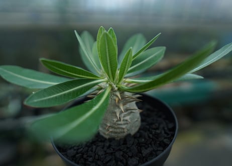 パキポディウム　恵比寿大黒　Pachypodium Densicaule　No.2