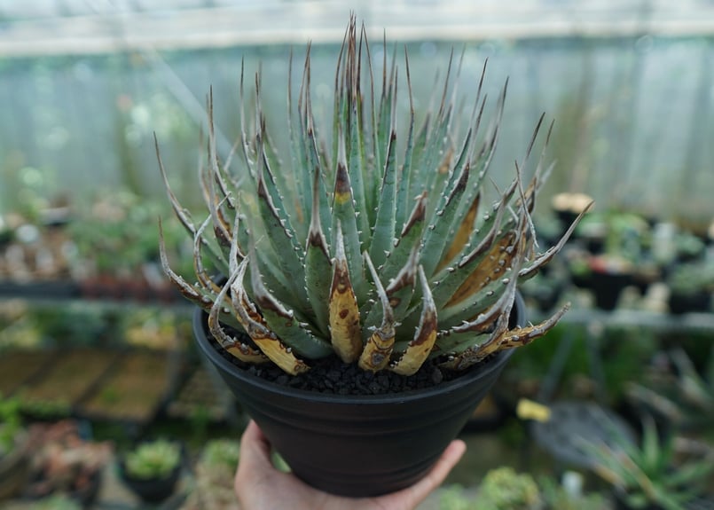 アガベ ユタエンシス Agave uthaensis No.4 | mana's farm:塊