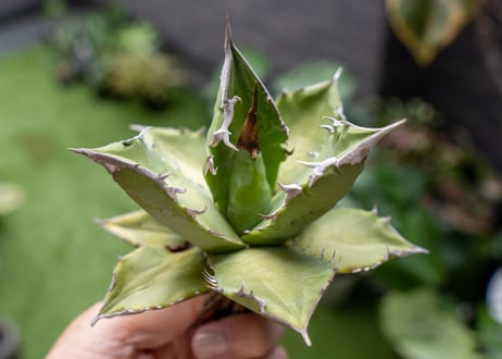 Agave Sowing seeds A NO.6