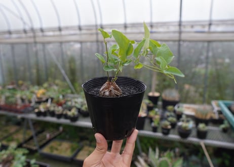 ディオスコレア　シルバティカ　Dioscorea sylvatica  No.2