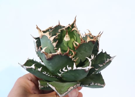 Agave titanota FO-76 compacta dwarf　№2