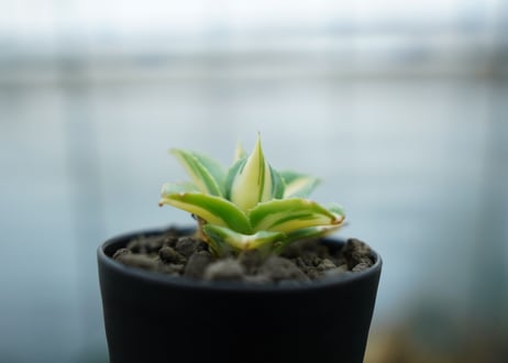アガベ　王妃雷神錦　黄中斑　Agave　“Ohi Raijin Nishiki Kinakahu”