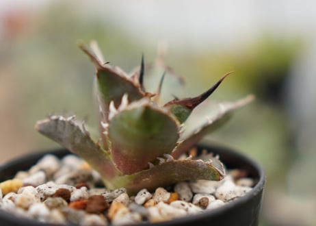 Agave titanota hades No.1