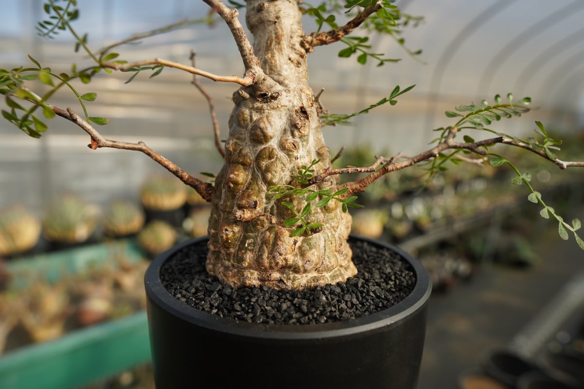 オペルクルカリア パキプス ベアルート 抜き苗 新鮮 緑 オペルクリ