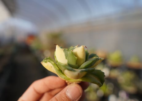 agave 王妃雷神黄中斑 NO.4