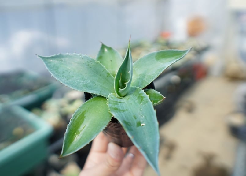 アガベオバティフォリア⑤ アガベオバティフォリア⑤ アガベ オバティフォリア 美株