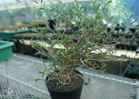 センナ　メリディオナリス　Senna meridionalis