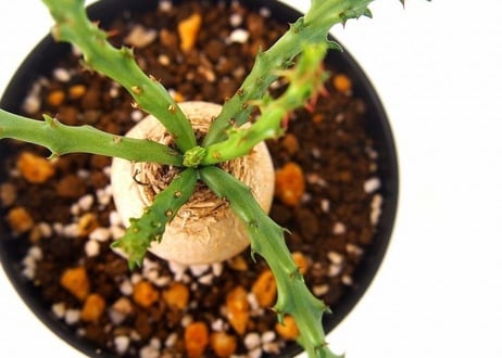 Euphorbia fanshawei　ユーフォルビア　ファンシャウェイ