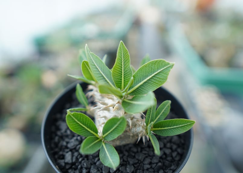 パキポディウム 恵比寿大黒 Pachypodium Densicaule No.4 | man