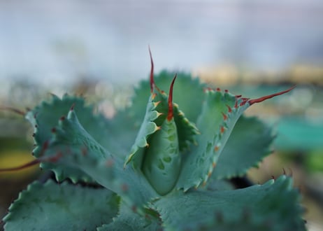 アガベ　ポタトラム　”スポーン”　agave potatorum "spawn"