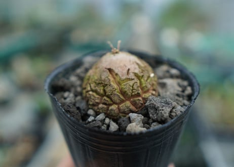 亀甲竜　Dioscorea elephantipes　No.9